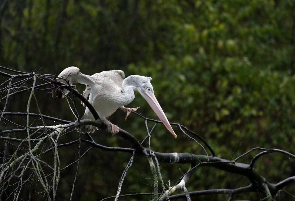 Pelican on a tree branch